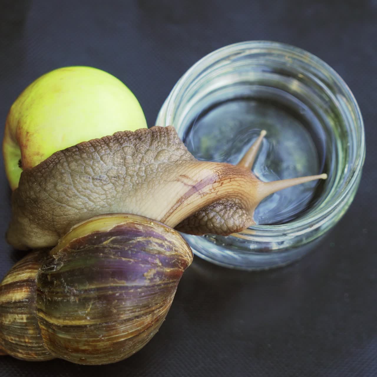 Large snail drinks water from a glass. African snail Achatina