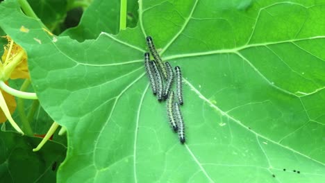 caterpillars of the large white butterfly resting on a nasturtium leaf