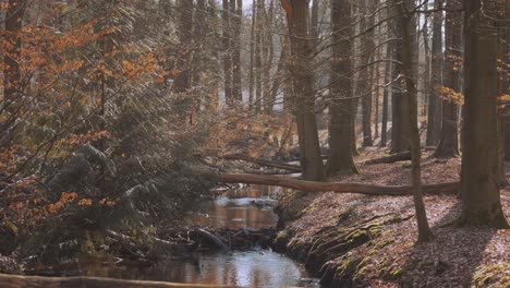 autumnal woodland forest with river and tree trunk crossing it, veluwe