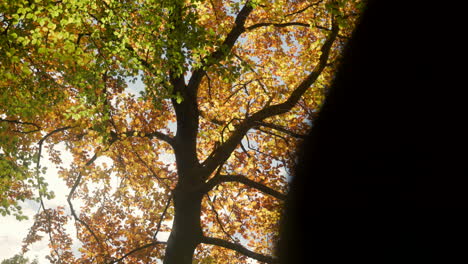 Low-Angle-Aufnahme-Eines-Baumes-Mit-Wunderschön-Gefärbtem-Herbstlaub