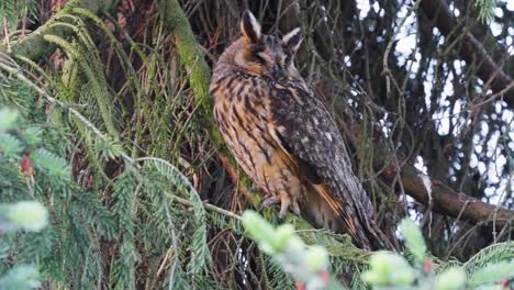 full body view of long eared owl mother perched on branch