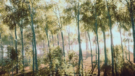 a lane of birch trees on a sunny day