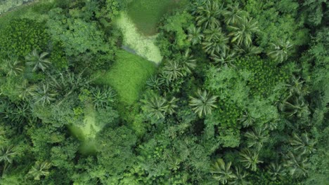 vista aérea tipo de bosque verde profundo