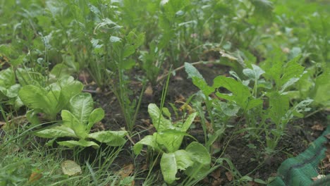 Lettuce-planted-among-turnips-Companion-planting-organic-permaculture-garden