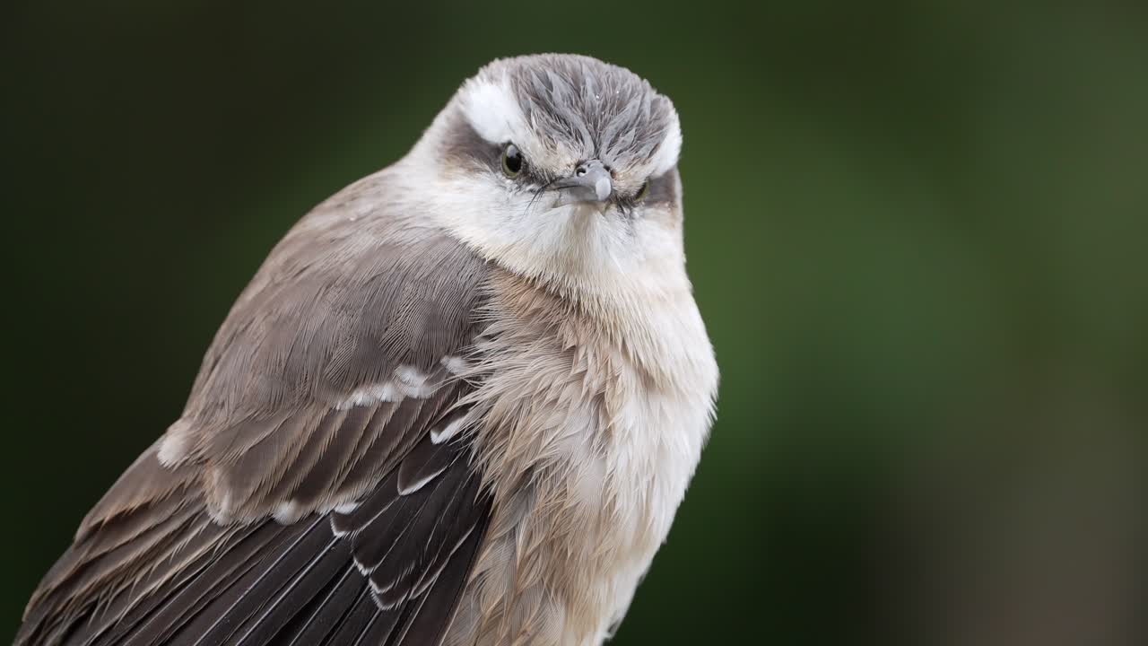 Close-up of a chalk-browed mockingbird perched, showing detailed feathers and alert expression against a soft green background