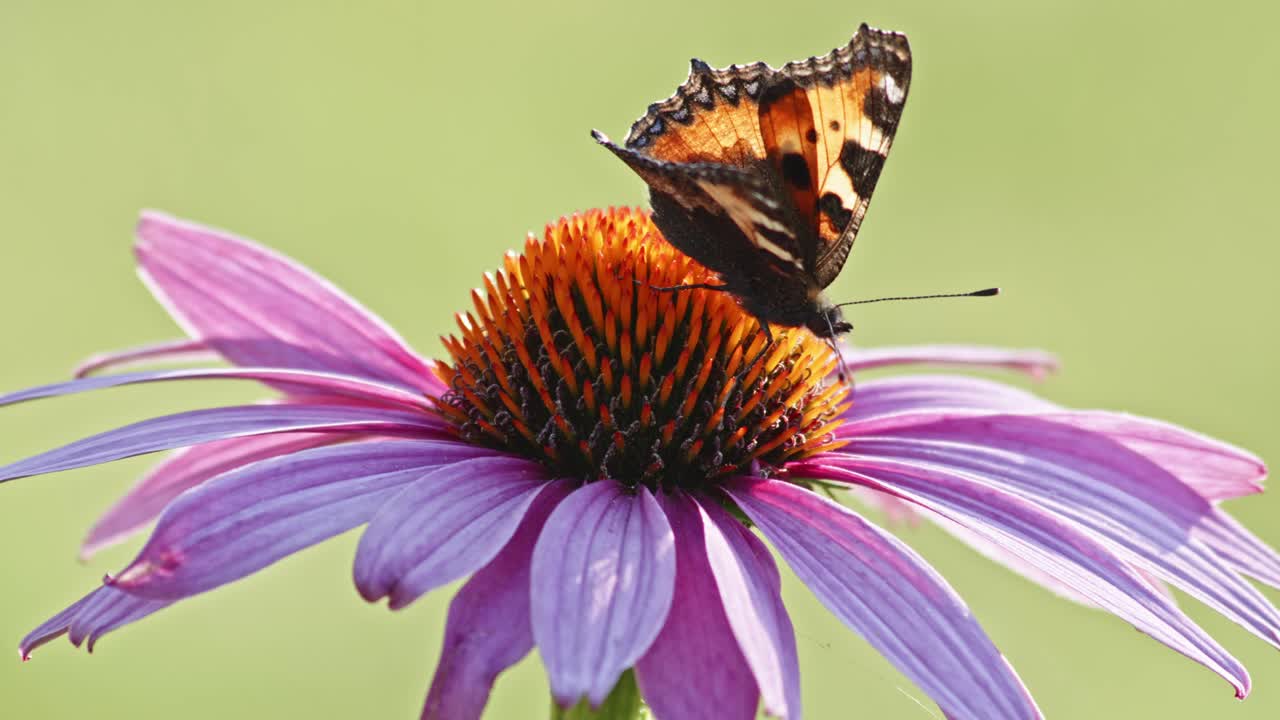 작은 대모갑 나비 한 마리가 햇빛 아래에서 주황색 콘플라워를 먹고 있습니다.