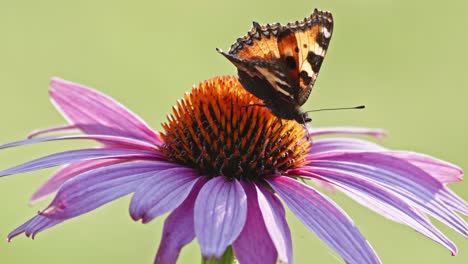 Una-Sola-Mariposa-De-Concha-De-Tortuga-Pequeña-Se-Alimenta-De-Coneflower-Naranja-A-La-Luz-Del-Sol