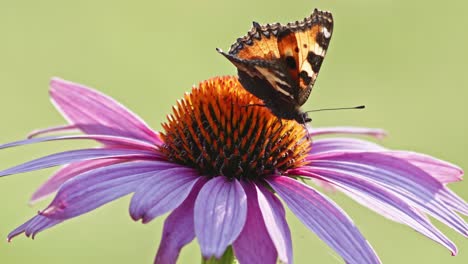 one single small tortoiseshell butterfly feeds on orange coneflower in sun light