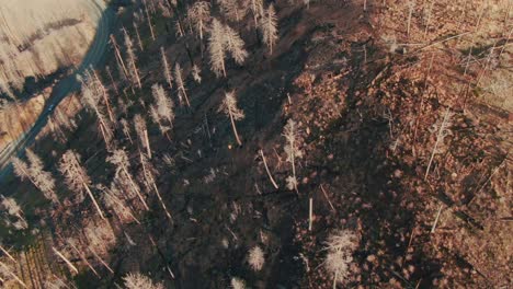 4k-Antenne-Verbrannter-Wald-Overhead-Dolly-Mit-Vorbeifahrender-Straße-Und-Auto