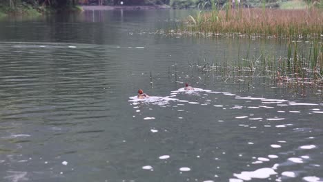 two ducks glide peacefully over water