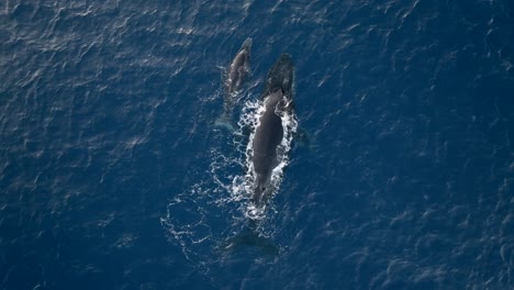 Whale-and-its-calf-filmed-with-a-drone,-Reunion-island