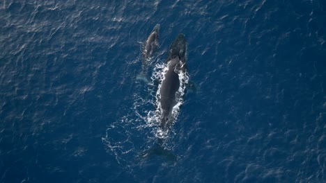 ballena y su cría filmados con un avión no tripulado, isla de la reunión