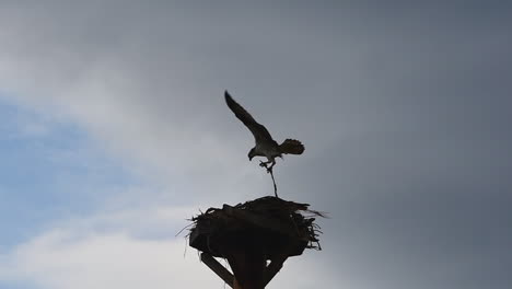 El-águila-Pescadora-Macho-Lleva-La-Rama-Al-Nido