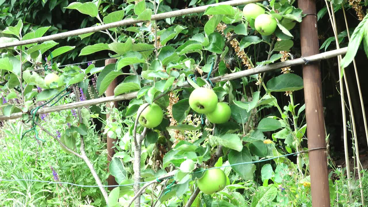 Fan trained Bramley apple tree with developing apples