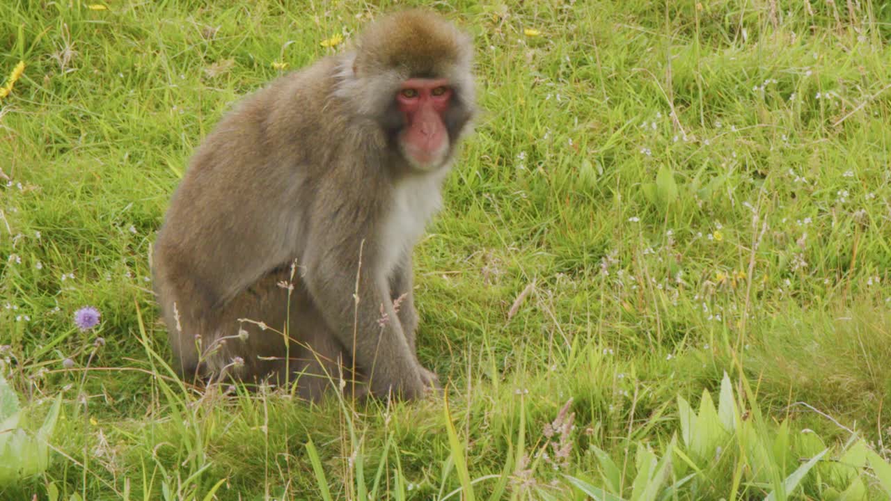 A solitary Japanese macaque sits peacefully in a grassy field, foraging under soft natural light