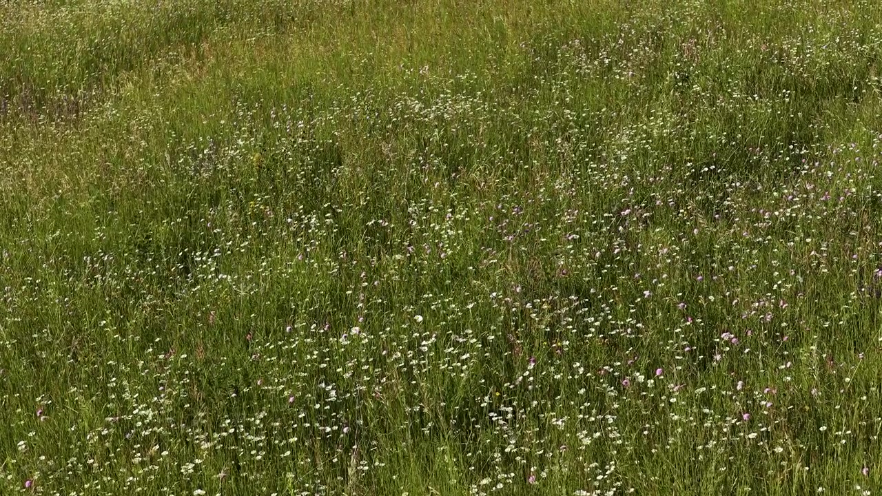 Ampia inquadratura statica di un campo verde lussureggiante pieno di piccoli fiori selvatici bianchi e viola