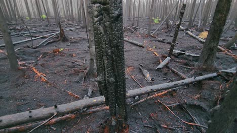 hombre patea el tronco de un árbol quemado en un bosque cubierto de ceniza después de un incendio forestal