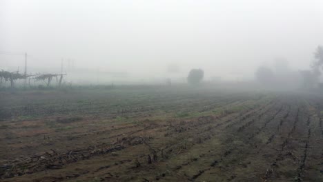 morning fog over rural fields near oporto, portugal