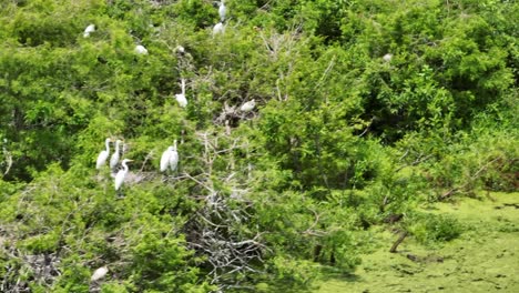 toma panorámica de garcetas encima de un lecho de árboles