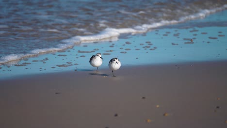 sanderlings enérgicos involucrados en una danza deliciosa, siguiendo las olas en la costa arenosa