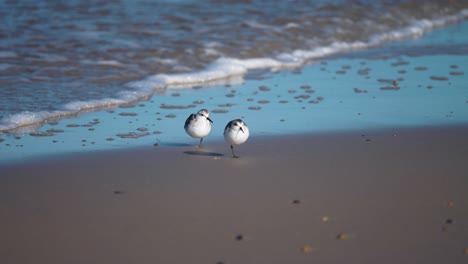 energetic sanderlings engaged in a delightful dance, following the waves on the sandy coast