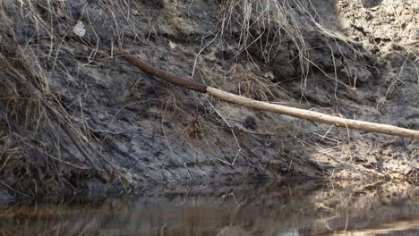 La-Lavandera-Común-Está-Buscando-Comida-En-El-Barro-De-La-Orilla-Del-Río-En-Primavera