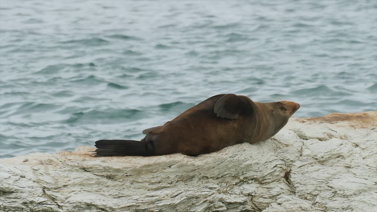 focas de pelaje en una playa rascándose la espalda en la orilla rocosa