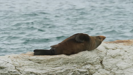 Fur-seals-on-a-beach-scratching-his-back-on-the-rocky-shore