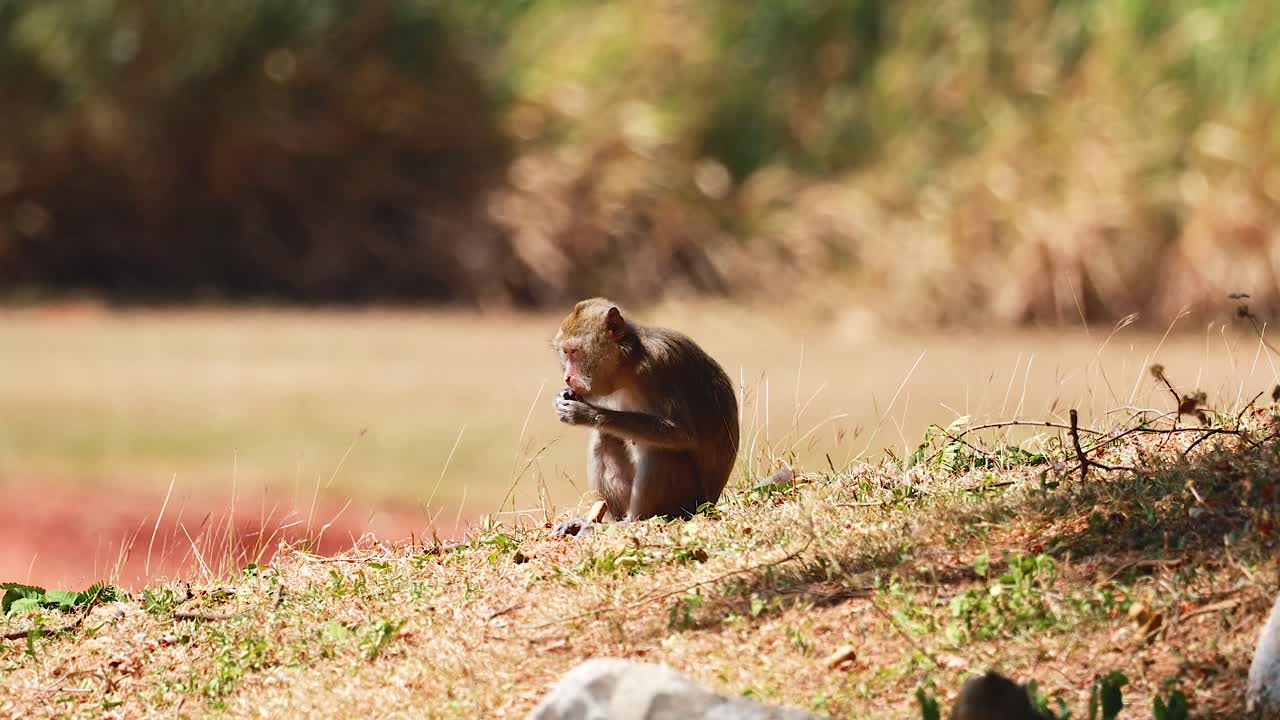 Scimmie in un ambiente naturale
