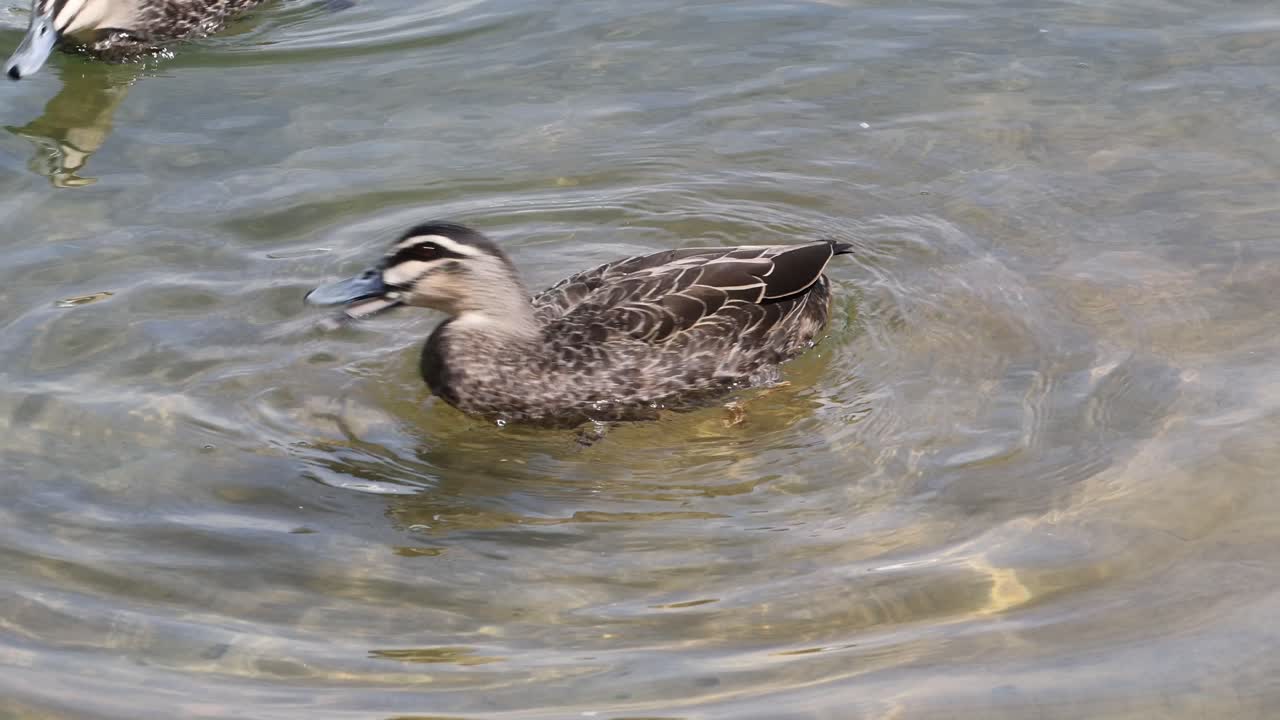 Anatre impegnate in varie attività acquatiche in un lago