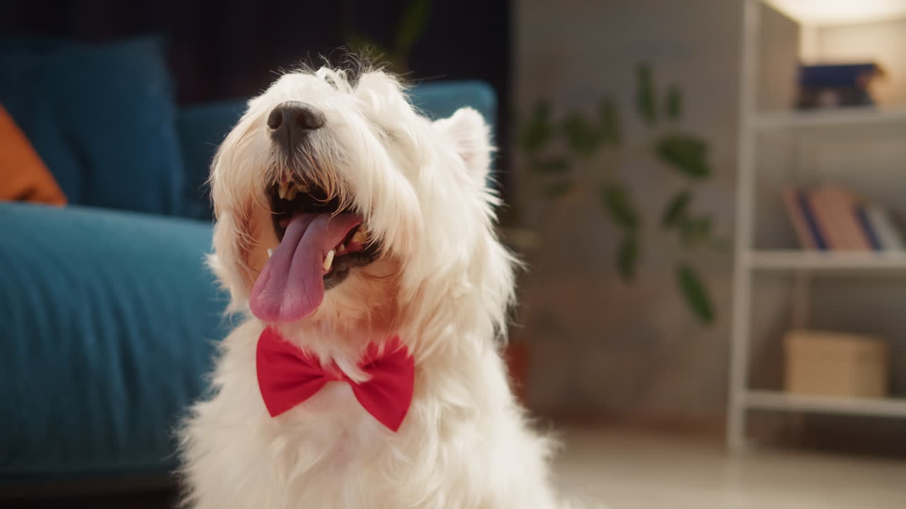 Cute West Highland White Terrier Dog with Red Bow Tie