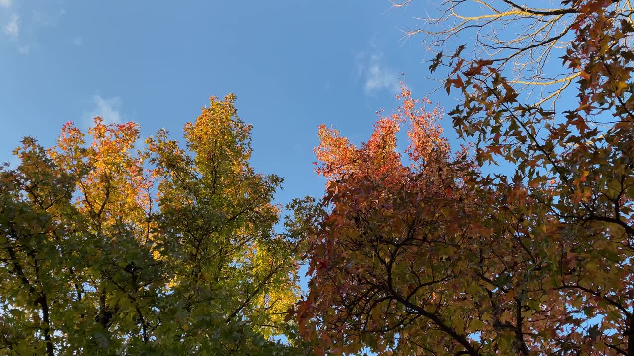 beautiful rotating footage of the crowns of different trees with different colors, there are green, yellow, red, brown and leafless branches, there is also the blue of the sky, it looks beautiful