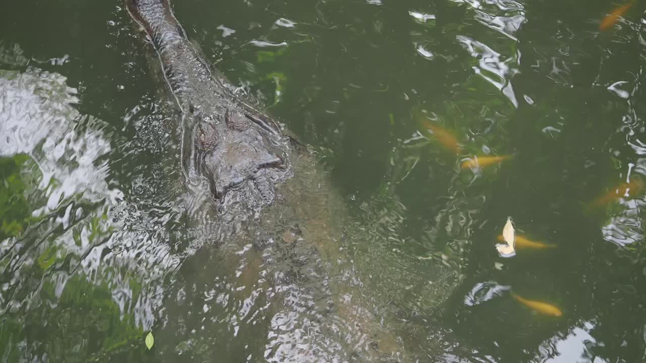 Gharial and Fish in a Pond