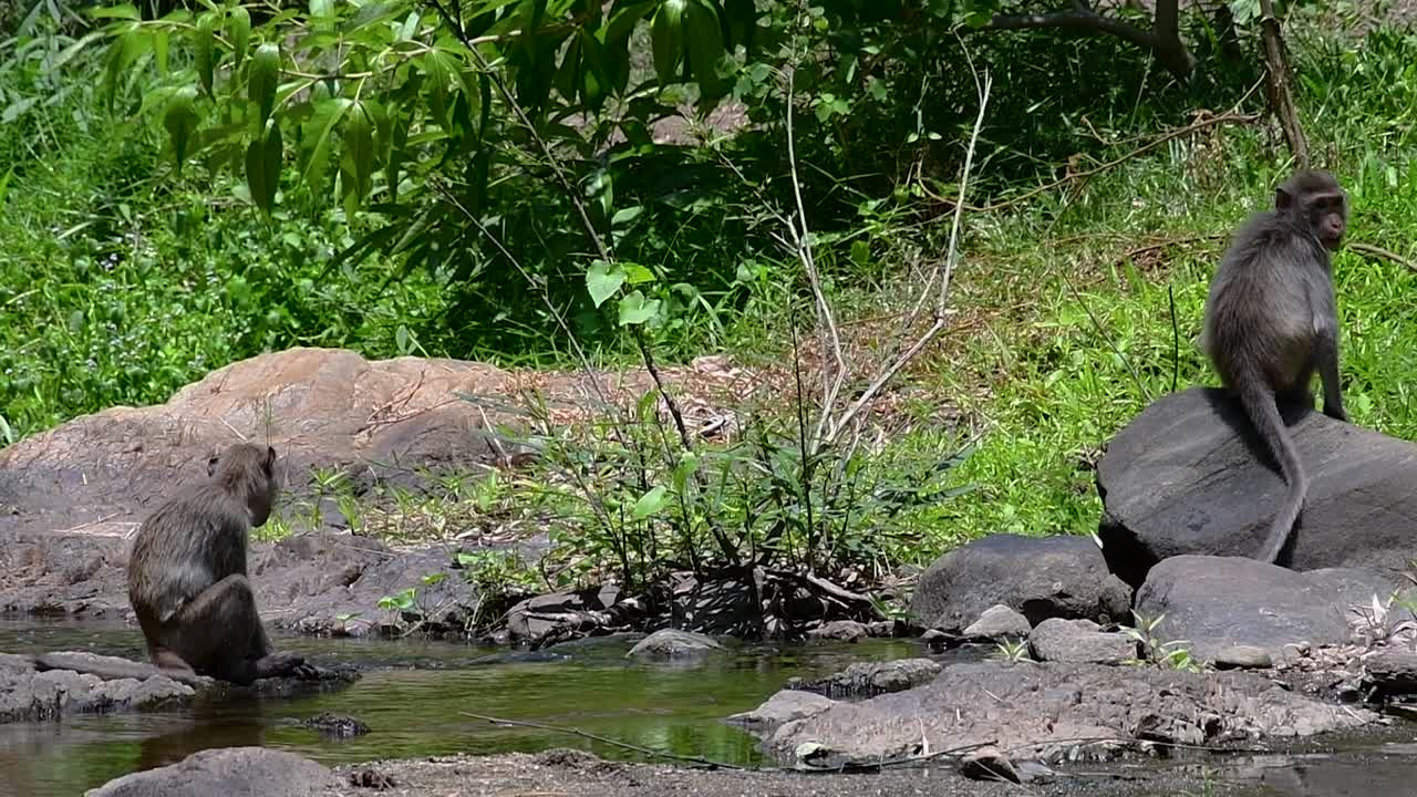 エナガザルは、寺院や国立公園、さらには村や都市にも生息しているため、タイで最も簡単に見つけられるサルです。