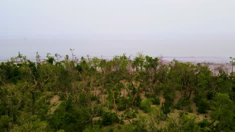 Fly-Over-Sundarban-Mangrove-Forest-Near-Kuakata-Sea-Beach-With-Low-Tide-Seashore-In-Kuakata,-Patuakhali-District,-Bangladesh