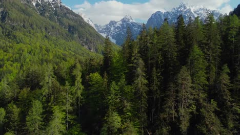 aerial view of drone flying over valley treetops near alpine mountain peaks in spring. lush trees and sunny. video footage with drone stock video