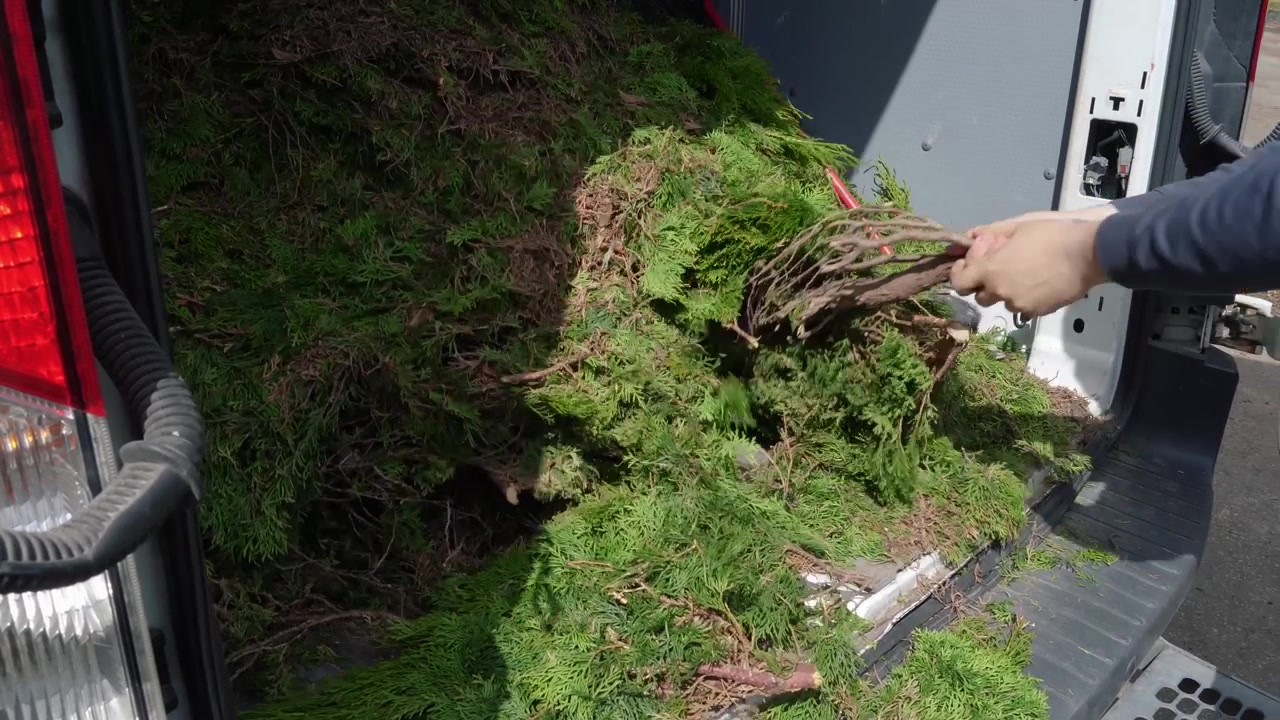 Person piles freshly cut garden weeds into the back of a van, filling it with greenery for compost disposal during a recycling trip.
