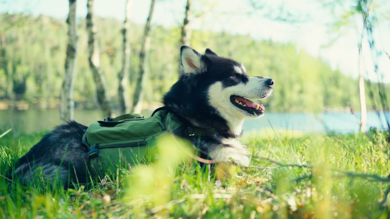 Bellissimo cane Alaskan Malamute che si rilassa su un campo primaverile vicino alla riva del lago