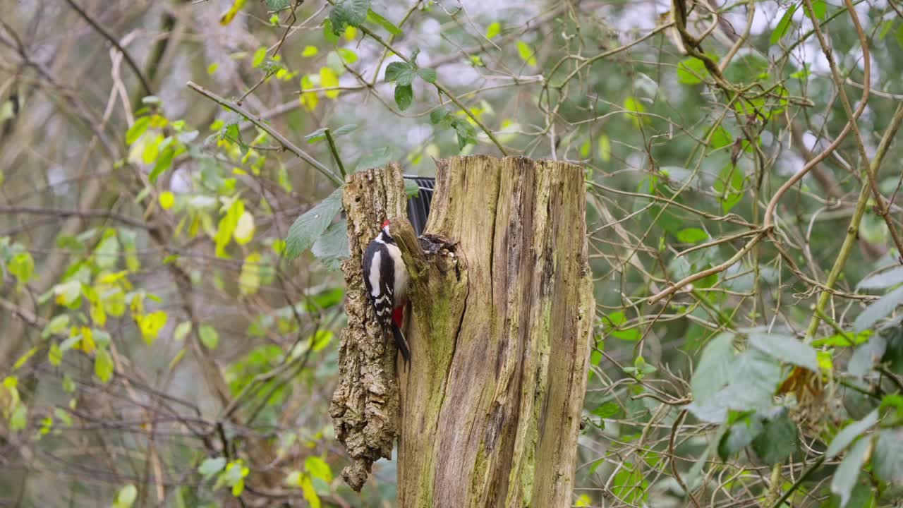 Great spotted woodpecker clings to tree trunk, scanning alertly in quiet Dutch woodland