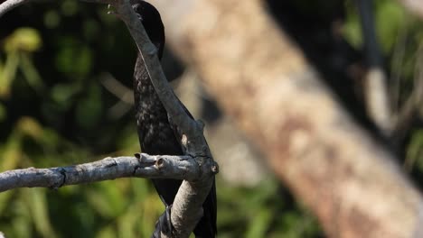 Cormorant-in-tree-waiting-for-pray-