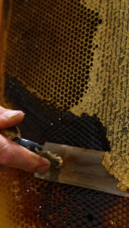 opening full sealed honey cells with sharp electric knife. male hand uses tool to cut the honeycombs tops. close up. vertical video