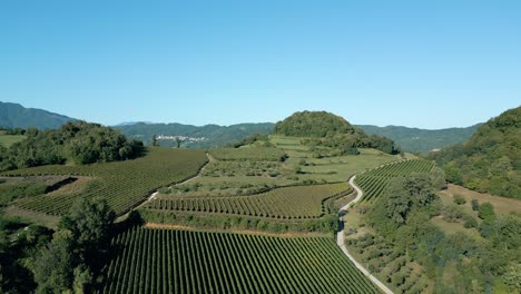 aerial view of agriculture field of italian green vineyards