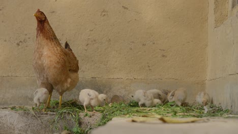 chicken and chicks moving around farm house