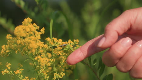close up of hand gently reaching toward delicate yellow wildflower with small insect resting on stem under soft sunlight in lush green field capturing fragile moment of nature interaction