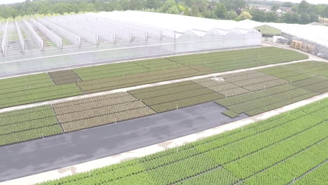 drone volando sobre hileras de plantas e invernadero