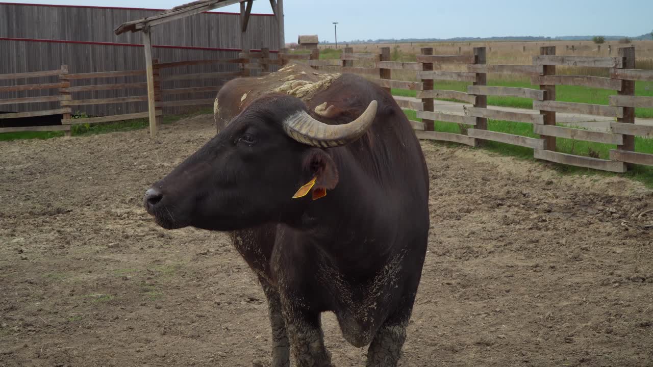 Close-up of a large, muddy Carpathian water buffalo standing calmly in Puszta, Hungary