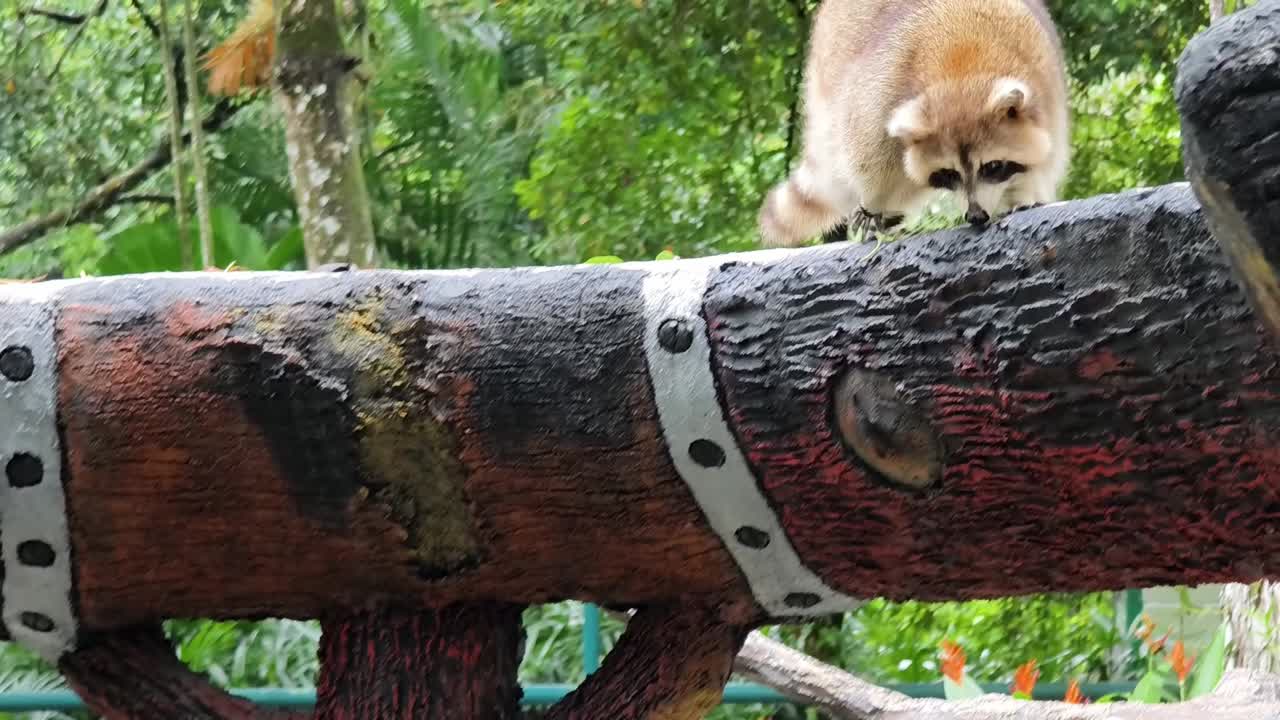 Procione su un tronco in un parco