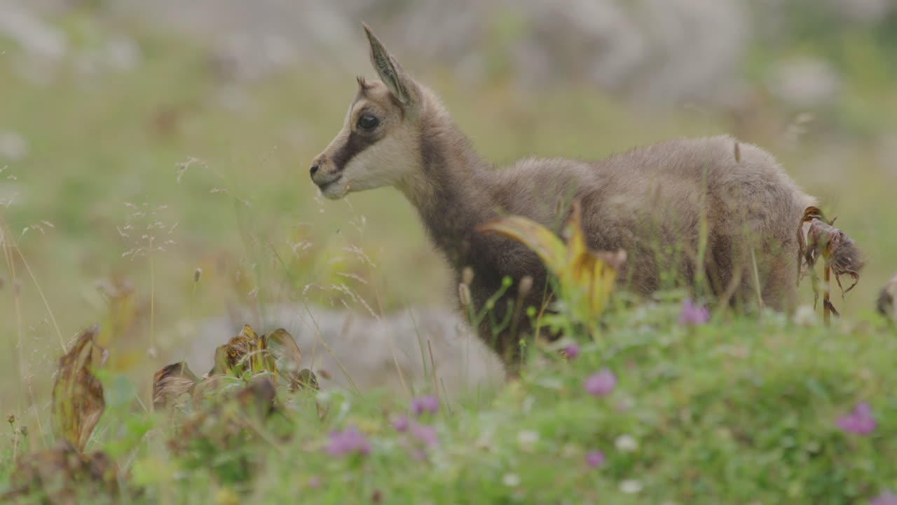 Primo piano di un cucciolo di camoscio in alta montagna.