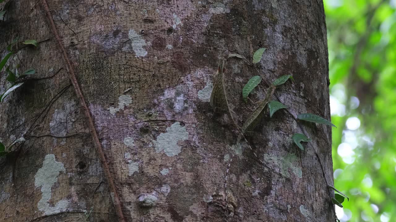 Crossing their tails together as one extends its dewlap exposing that yellow skin as part of their mating practice, Blanford's Flying Dragon Draco blanfordii, Thailand