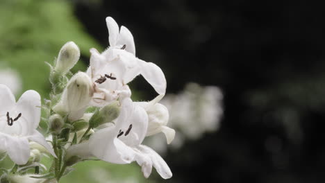 Makroaufnahme-Einer-Weißen-Blume,-Die-An-Einem-Bewölkten-Tag-Blüht